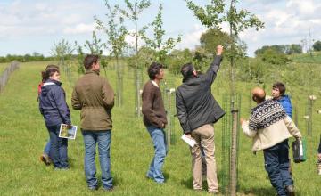 taille jeunes arbres