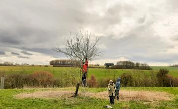 formations à l’entretien et à la taille des arbres fruitiers.