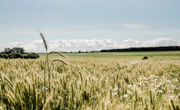 champ de blé Belgique