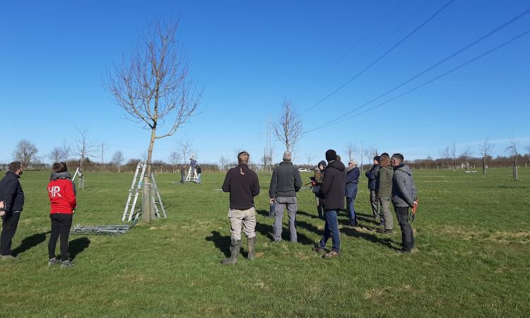 Formation à la taille de formation et à l’entretien de jeunes arbres fruitiers (<10 ans)